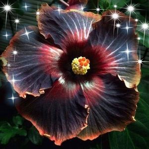 Meet your Posher, Dorothy tina